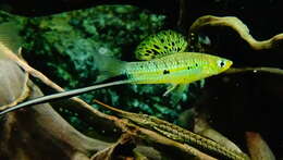 Image of Mexican swordtail