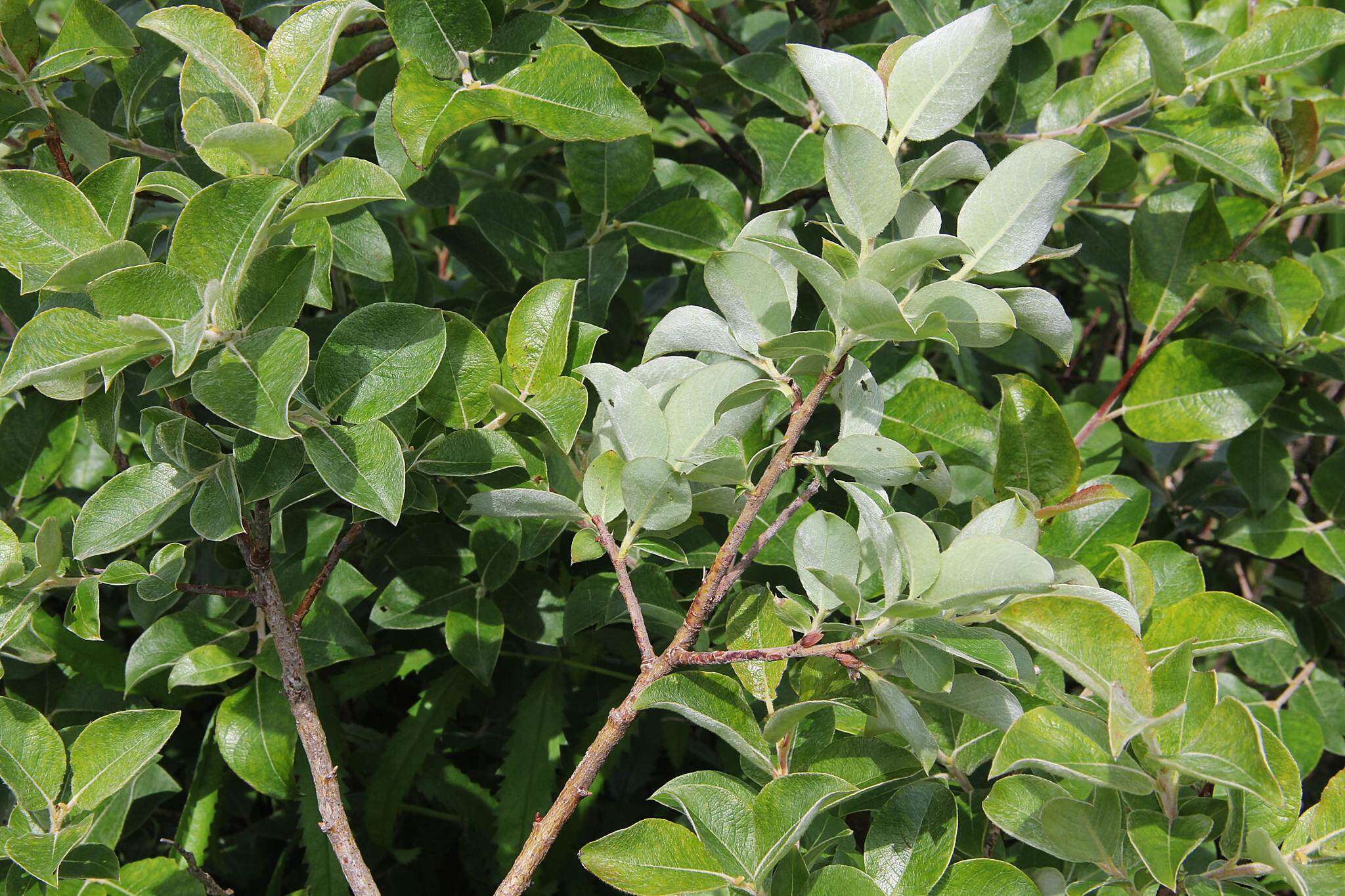 Image of Salix abscondita Lackschew.
