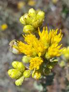 Image of Colletes ochraceus Swenk 1906