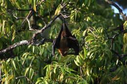 Image of Pteropus seychellensis comorensis Nicoll 1908