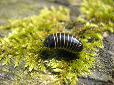 Image of Pill millipede