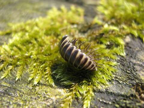 Image of Pill millipede