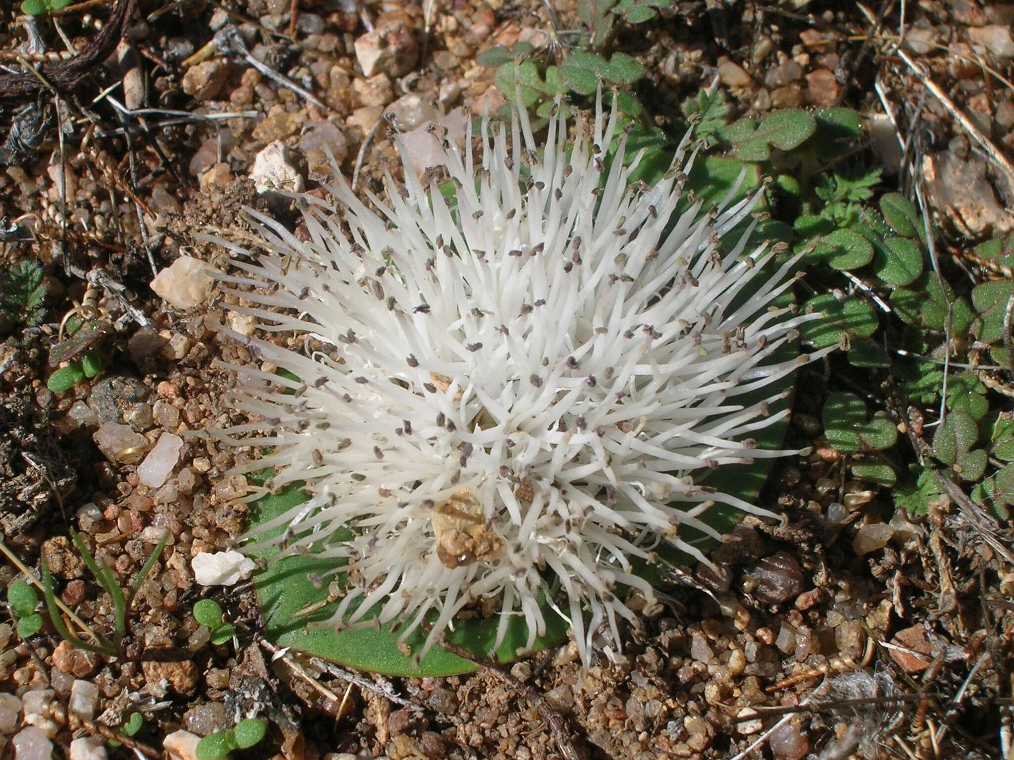 Слика од Massonia pygmaea subsp. kamiesbergensis U. Müll.-Doblies & D. Müll.-Doblies