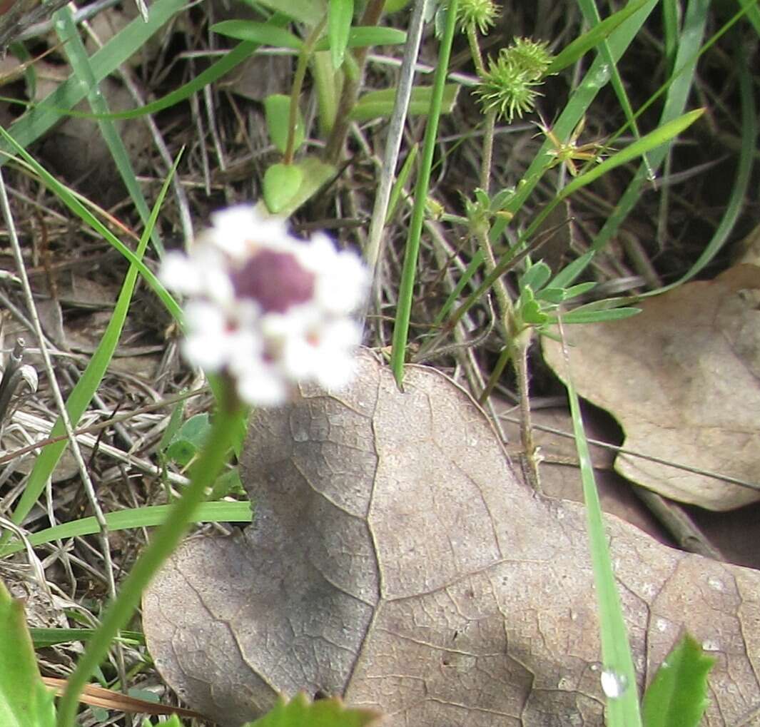 Phyla nodiflora (L.) Greene resmi