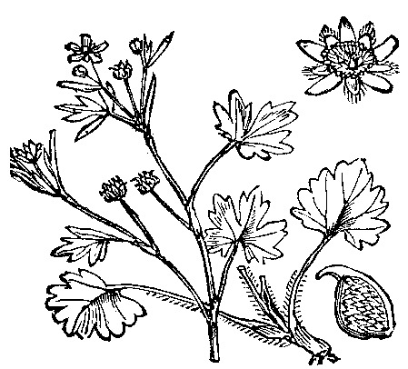 Ranunculus parviflorus (rights holder: )