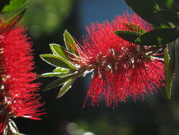 صورة Callistemon citrinus (Curtis) Skeels