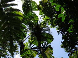 Image of Licuala fan palm