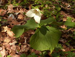 Imagem de Trillium flexipes Raf.