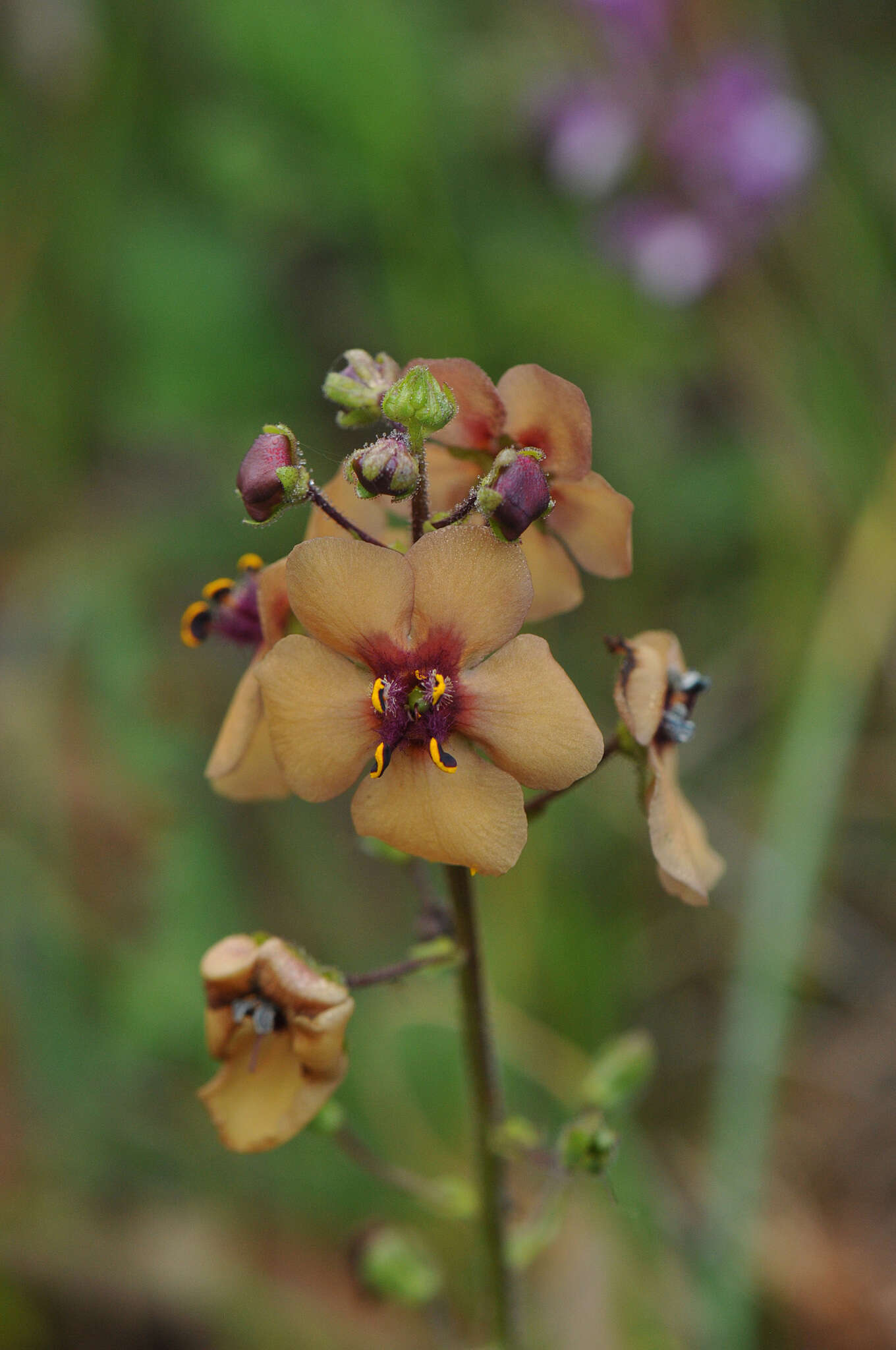 Image of Verbascum flavidum (Boiss.) Freyn & Bornm.