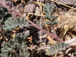 Image of downy prairie clover