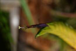 Image de Tillandsia tricolor Schltdl. & Cham.