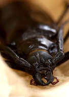 Image of Palo Verde beetle