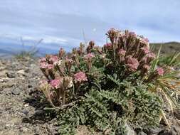 Imagem de Chaenactis douglasii var. alpina A. Gray