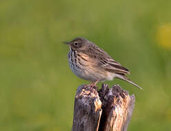 Image of Meadow Pipit