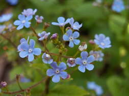 Plancia ëd Brunnera macrophylla (Adams) I. M. Johnst.