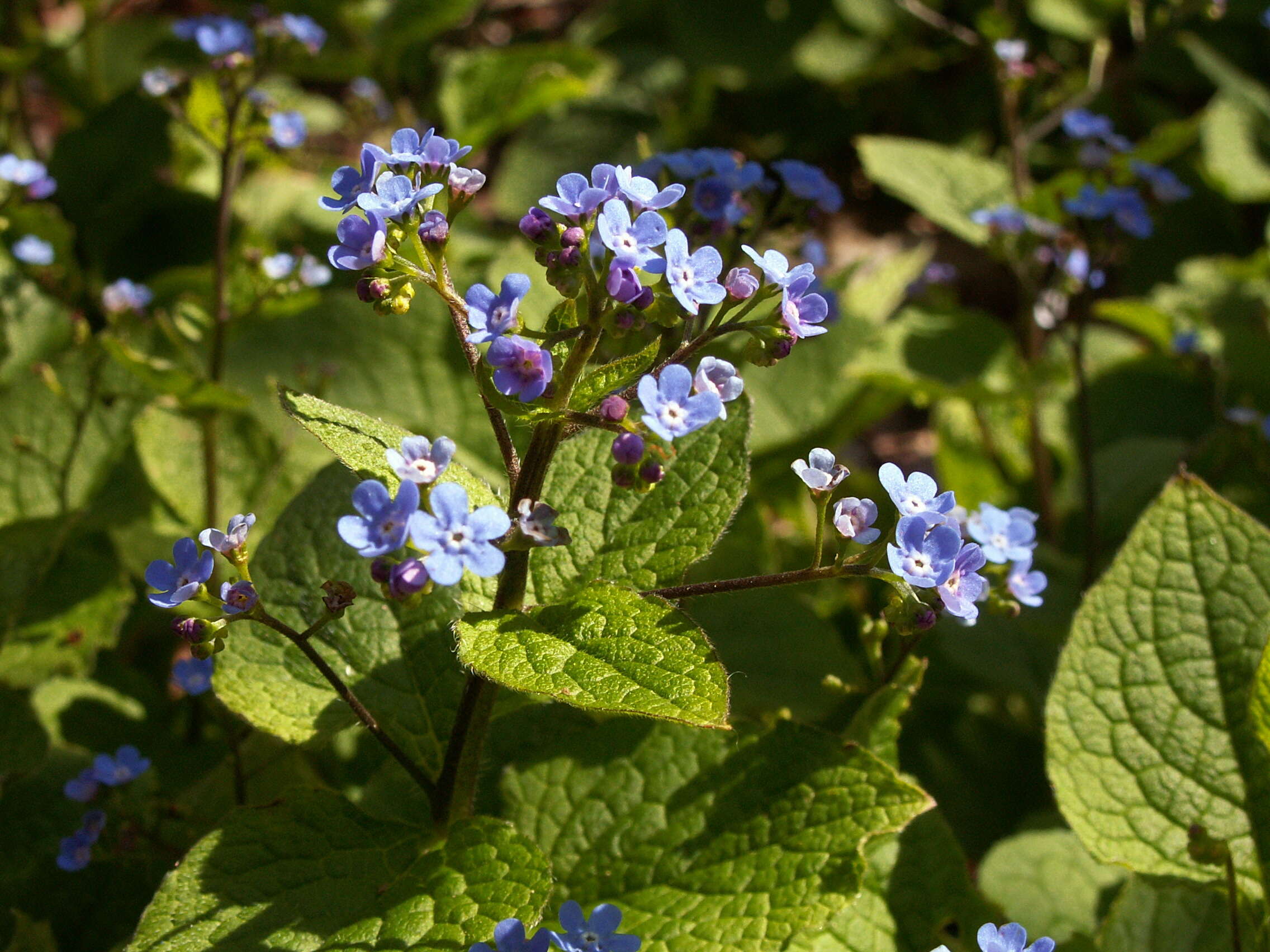 Plancia ëd Brunnera macrophylla (Adams) I. M. Johnst.