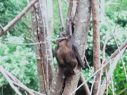 Image of Greater Broad-nosed Bat