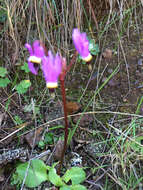 Imagem de Dodecatheon hendersonii subsp. hendersonii