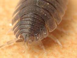 Image of common rough woodlouse