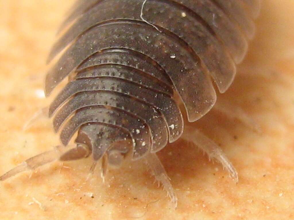 Image of common rough woodlouse