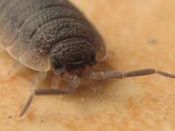 Image of common rough woodlouse