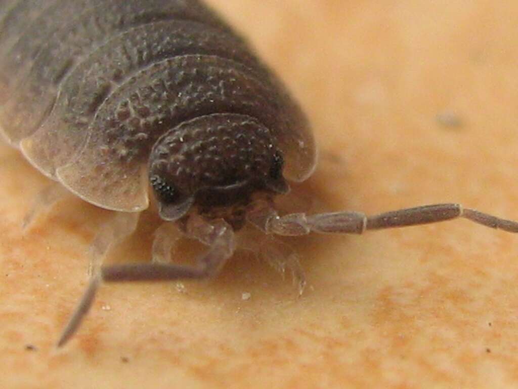 Image of common rough woodlouse