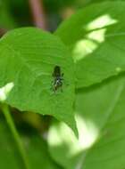 Image of Laphria canis Williston 1883