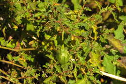 Image of Solanum graniticum A. R. Bean