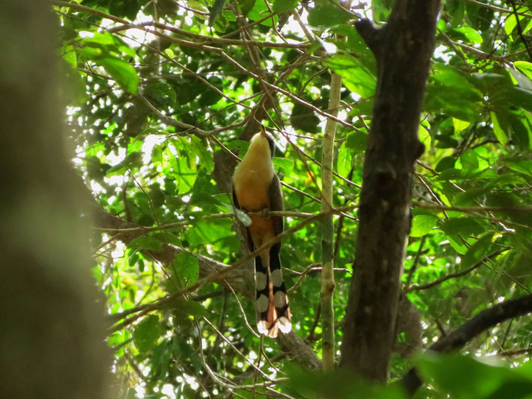 Image of Mangrove Cuckoo