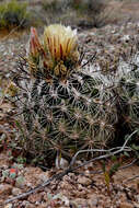 Plancia ëd Pediocactus sileri (Engelm. ex J. M. Coult.) L. D. Benson