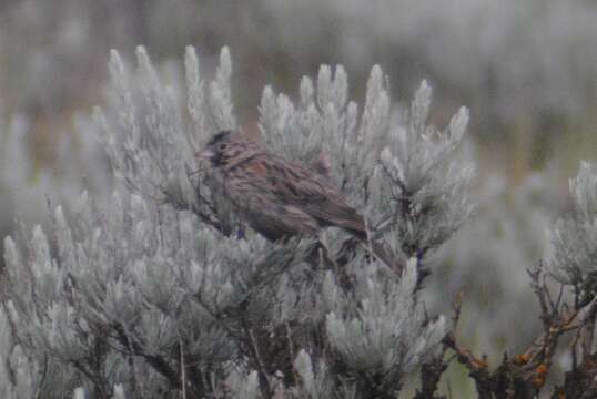 Pooecetes gramineus confinis Baird & SF 1858 resmi