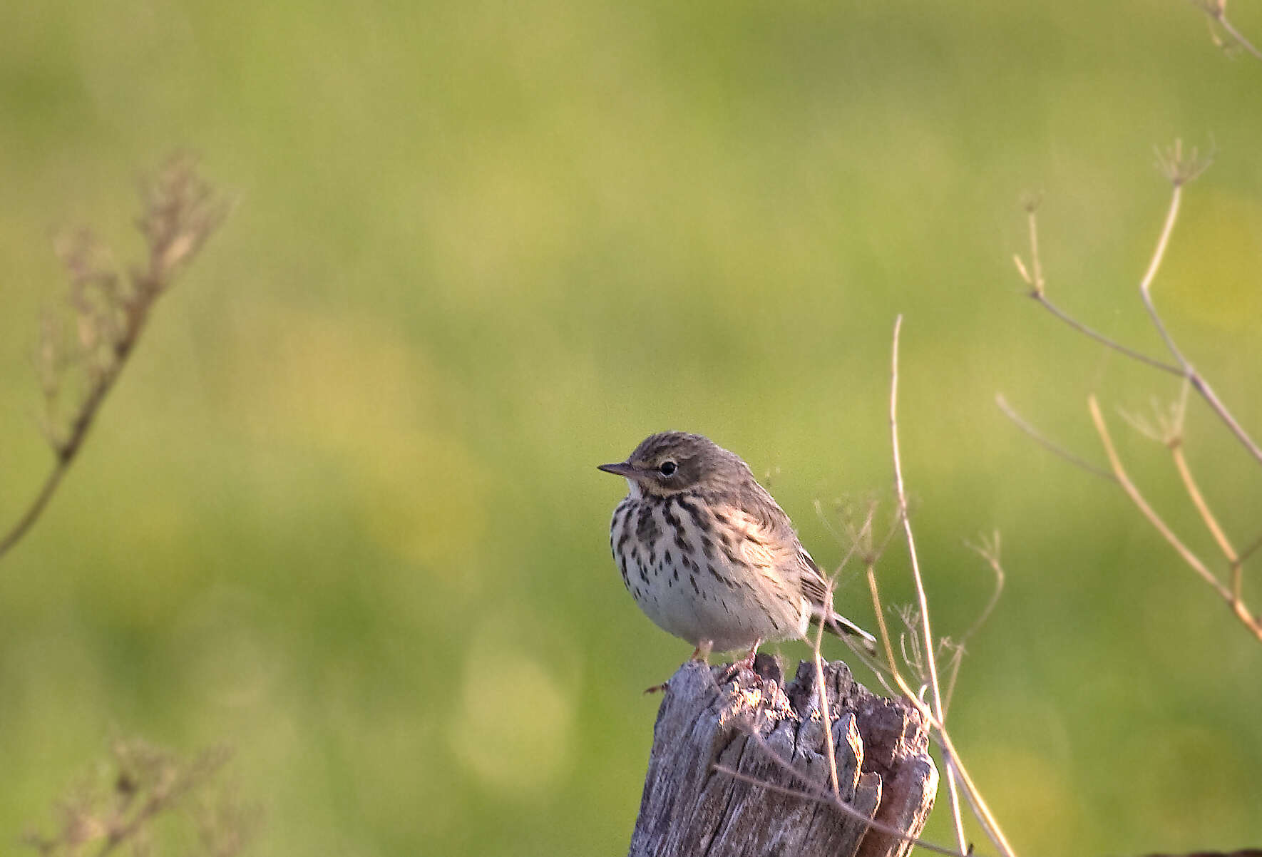 Image of Meadow Pipit