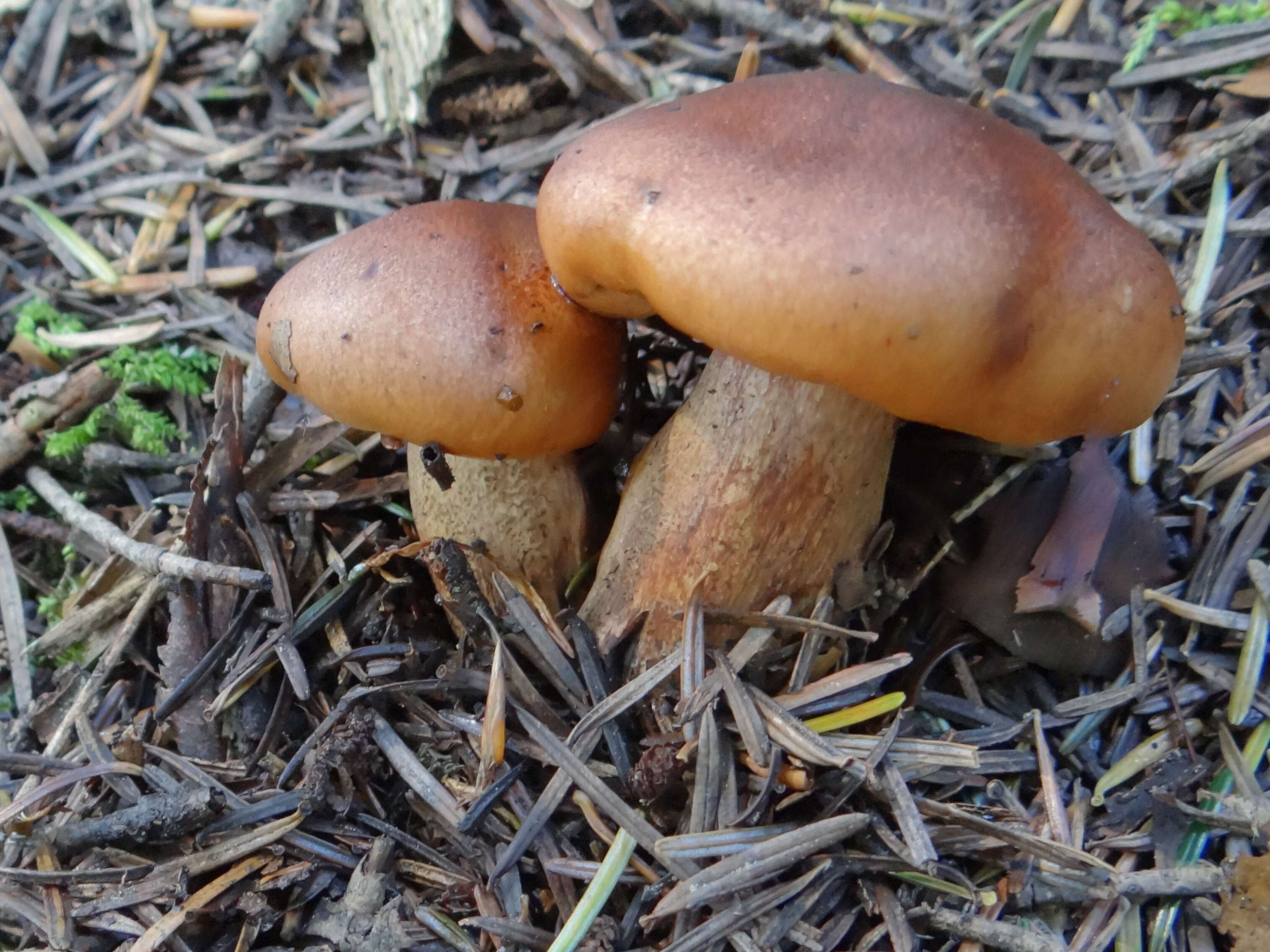 Image of Tricholoma fulvum (DC.) Bigeard & H. Guill. 1909