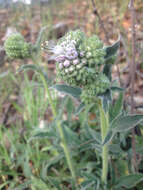 Image of California phacelia