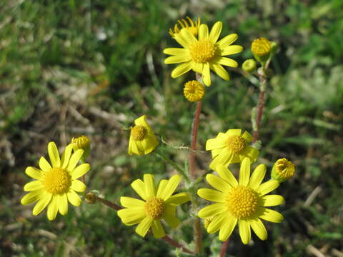 Image of eastern groundsel