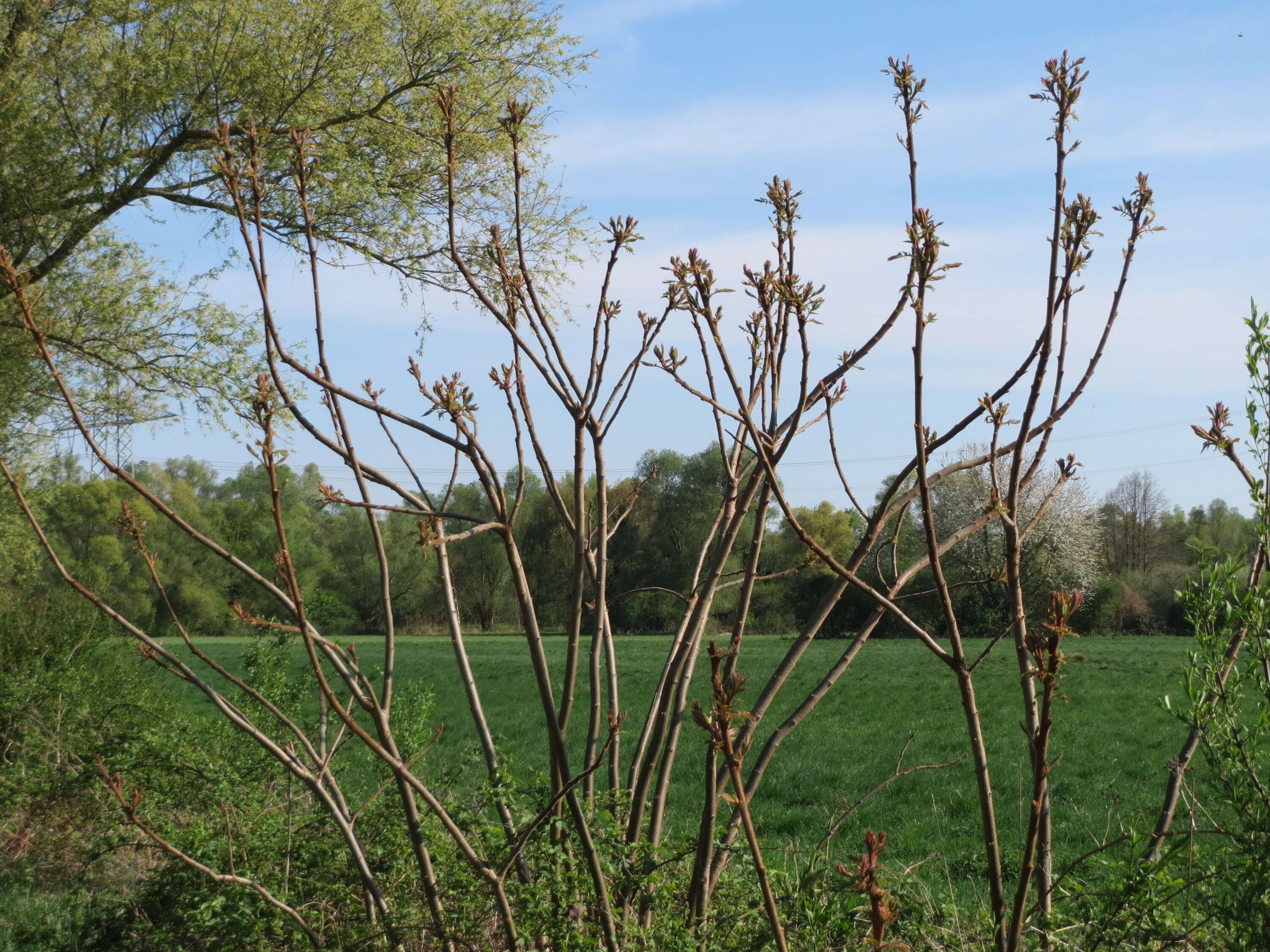 Image de Sumac vinaigrier