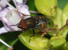 Stomorhina lunata (Fabricius 1805) resmi