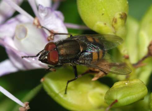 Stomorhina lunata (Fabricius 1805) resmi