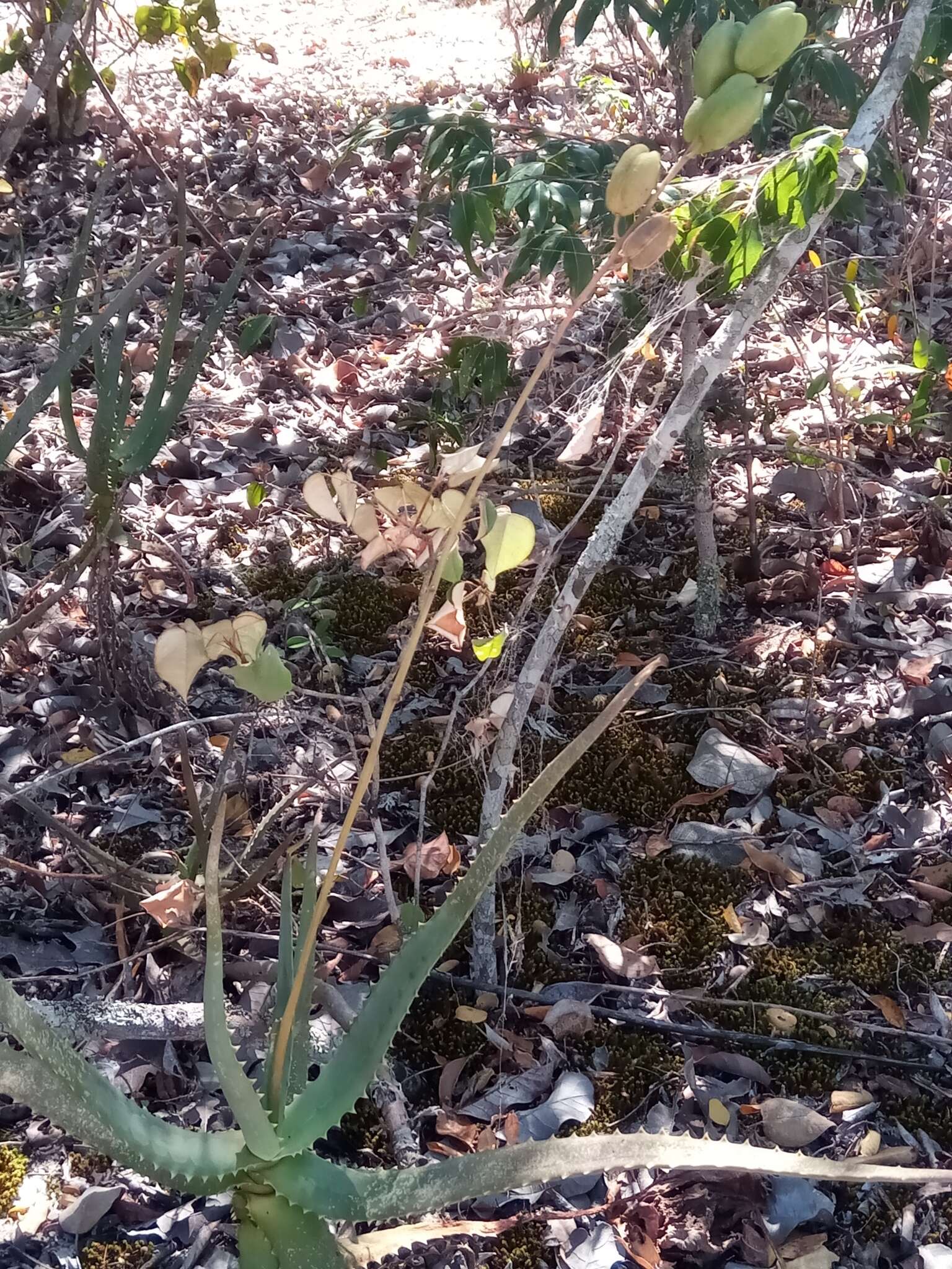 Aloe divaricata A. Berger resmi