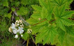 Plancia ëd Filipendula occidentalis (S. Wats.) T. J. Howell