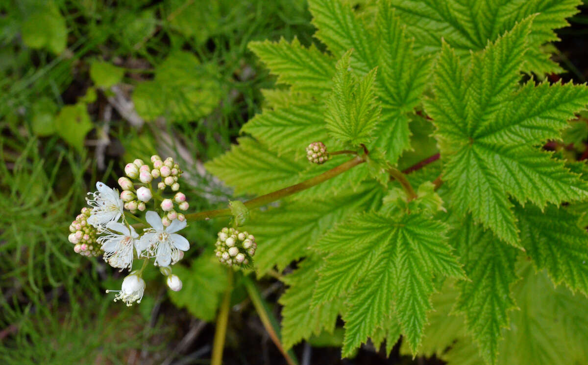 Plancia ëd Filipendula occidentalis (S. Wats.) T. J. Howell