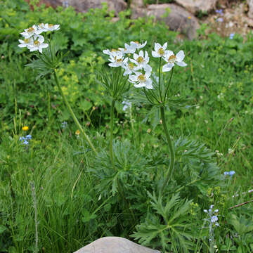 Image of Anemonastrum narcissiflorum subsp. fasciculatum (L.) Raus