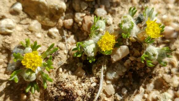 Image of Pringle's woolly sunflower