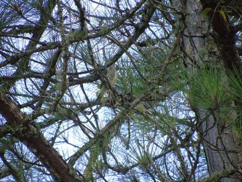 Image of Swallow-tailed Cotingas