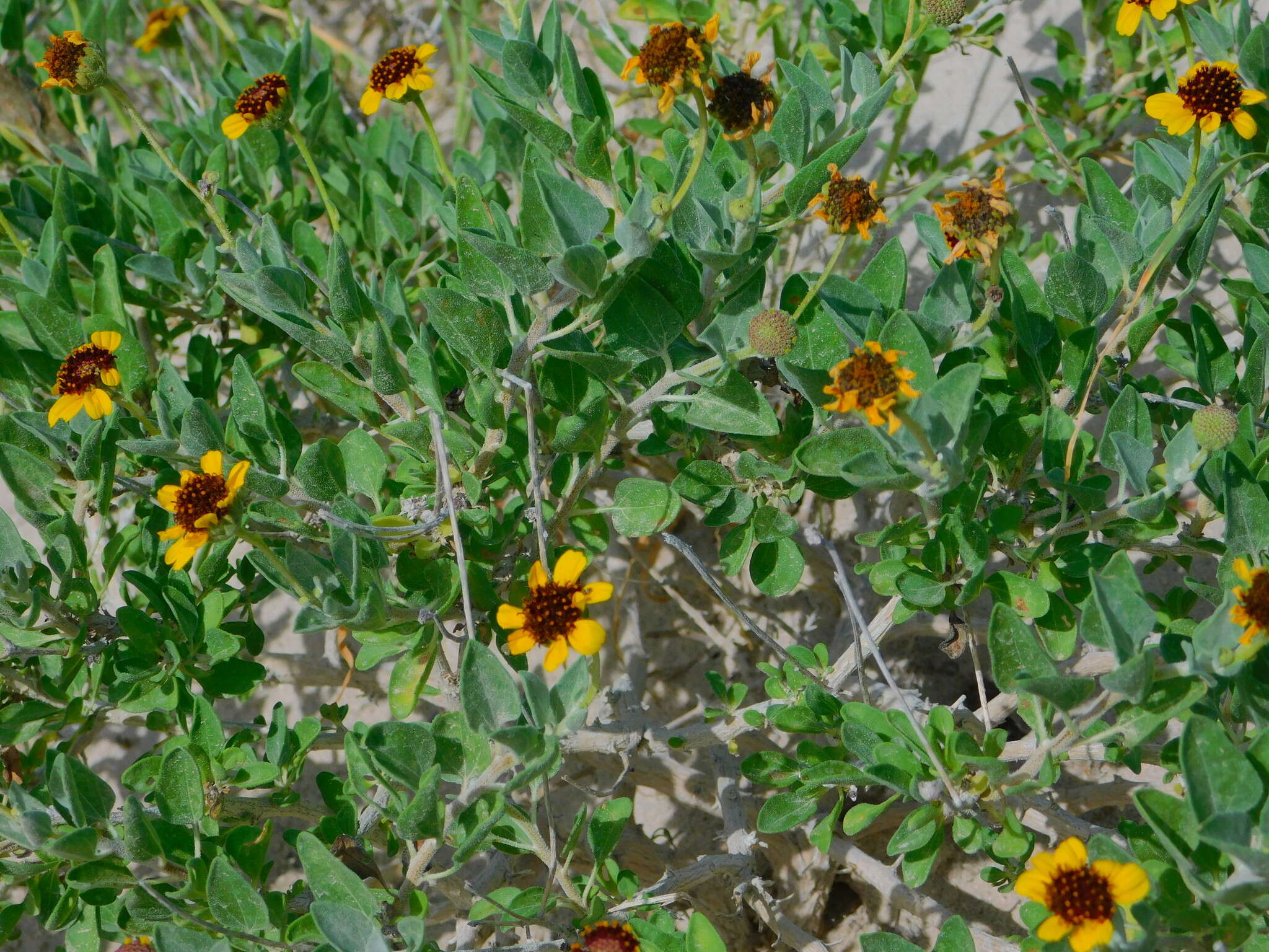 Sivun Encelia palmeri Vasey & N. E. Rose kuva