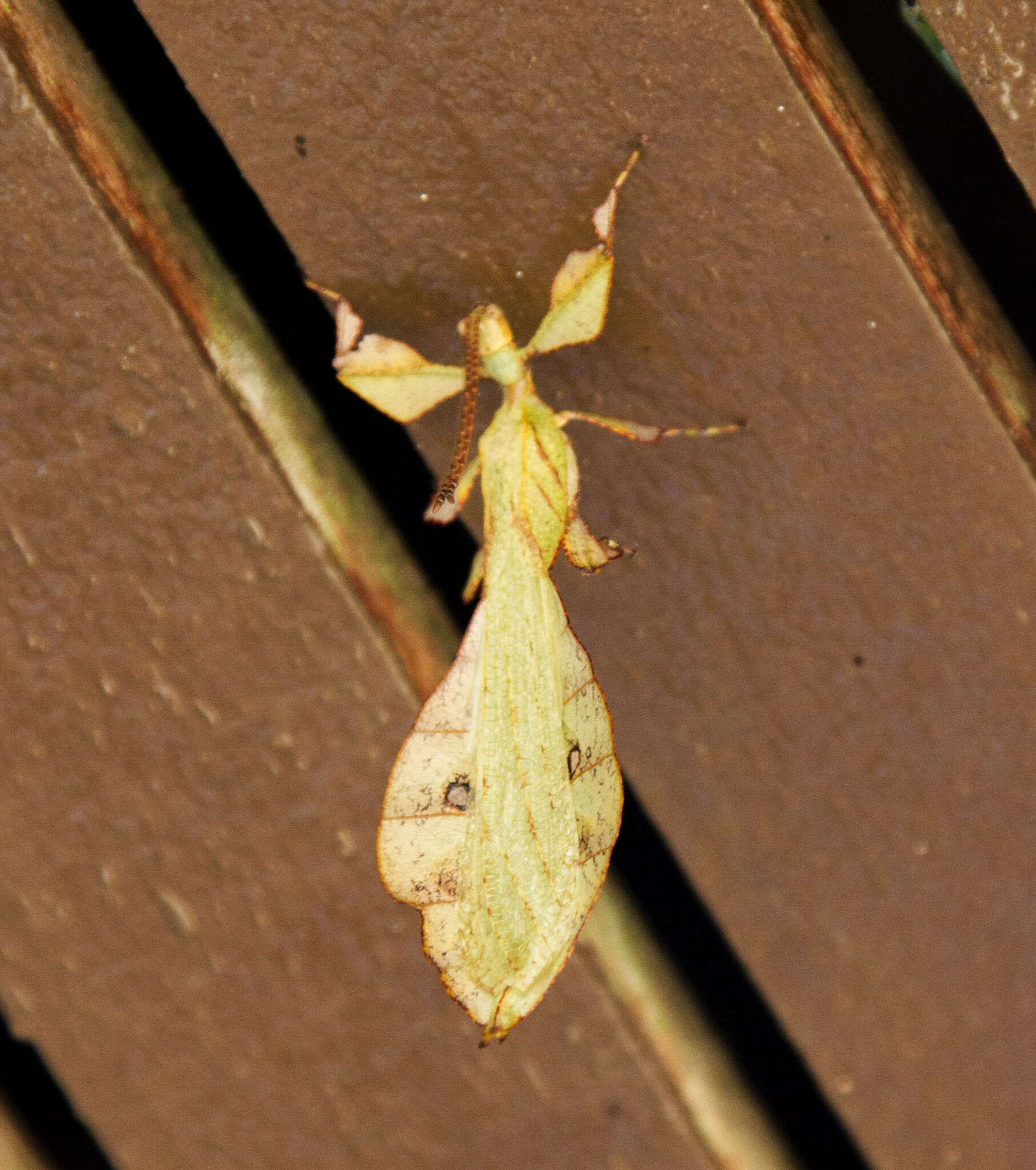 Image of Pulchriphyllium mannani (Seow-Choen 2017)