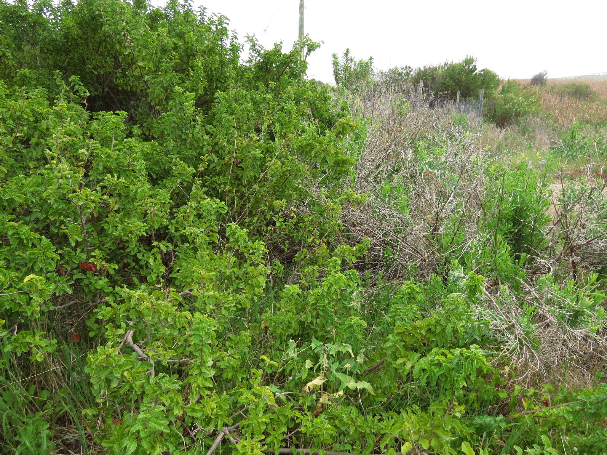 Image of Schinus latifolius (Gillies ex Lindl.) Engl.