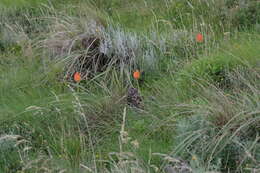 Image of Kniphofia triangularis Kunth