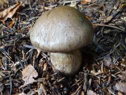 Image of Cortinarius infractus (Pers.) Fr. 1838