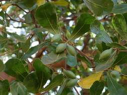 Image of Terminalia neotaliala Capuron